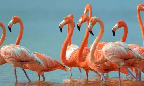 ಆನೆಗಳು ಮತ್ತು ಫ್ಲೆಮಿಂಗೊಗಳು ನಿಂತೇ ನಿದ್ರೆ ಮಾಡುವುದೇಕೆ?