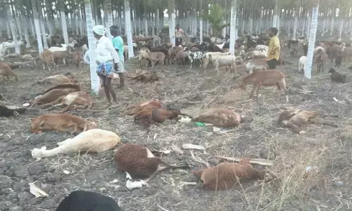 Arsikere | ವಿಷಕಾರಿ ಮೇವು ತಿಂದು 20ಕ್ಕೂ ಹೆಚ್ಚು ಕುರಿಗಳ ಸಾವು