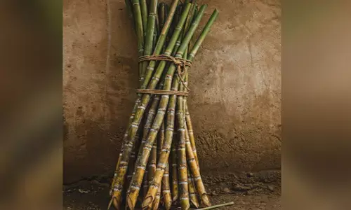 ಪ್ರತಿ ಮೆಟ್ರಿಕ್ ಟನ್ ಕಬ್ಬಿಗೆ ಹೆಚ್ಚುವರಿ 50 ರೂ.ಗಳನ್ನು ಪಾವತಿಸಲು 300 ಕೋಟಿ ರೂ. ಮೀಸಲು