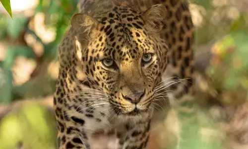 ರಿಲಯನ್ಸ್ ಫೌಂಡೇಷನ್‌ನ ವನತಾರಾಕ್ಕೆ 50 ಚಿರತೆಗಳನ್ನು ರವಾನಿಸಲಿರುವ ಮಹಾರಾಷ್ಟ್ರ ಸರಕಾರ: ವರದಿ