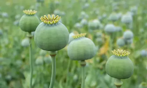 ಬಿಜೆಪಿ ನಾಯಕನ ಫಾರ್ಮ್ ಹೌಸ್ ನಲ್ಲಿ ಅಕ್ರಮ ಅಫೀಮು ಬೆಳೆ ಪತ್ತೆ; ಪಕ್ಷದಿಂದ ಅಮಾನತು