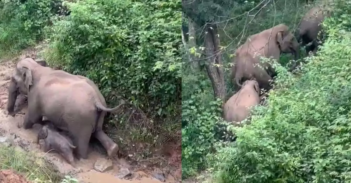 ಸಿದ್ದಾಪುರ: ಮಿತಿಮೀರಿದ ಕಾಡುಪ್ರಾಣಿಗಳ ಹಾವಳಿ...aaa ಸಿದ್ದಾಪುರ: ಮಿತಿಮೀರಿದ ಕಾಡುಪ್ರಾಣಿಗಳ ಹಾವಳಿ...aaa