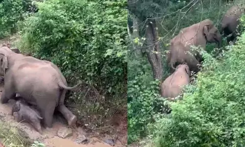 ಸಿದ್ದಾಪುರ: ಮಿತಿಮೀರಿದ ಕಾಡುಪ್ರಾಣಿಗಳ ಹಾವಳಿ...aaa