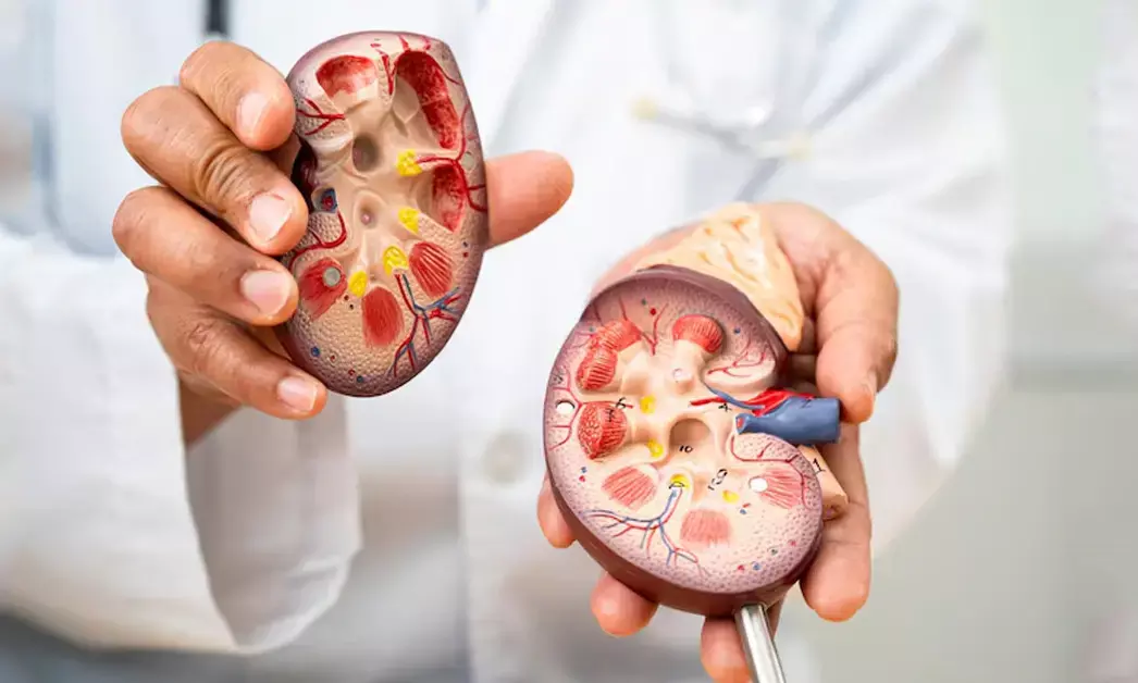 ಭಾರತದಲ್ಲಿ ಮೂತ್ರಪಿಂಡ ರೋಗ ಪೀಡಿತರ ಸಂಖ್ಯೆ 13.80 ಕೋಟಿಗೂ ಅಧಿಕ : ವರದಿ