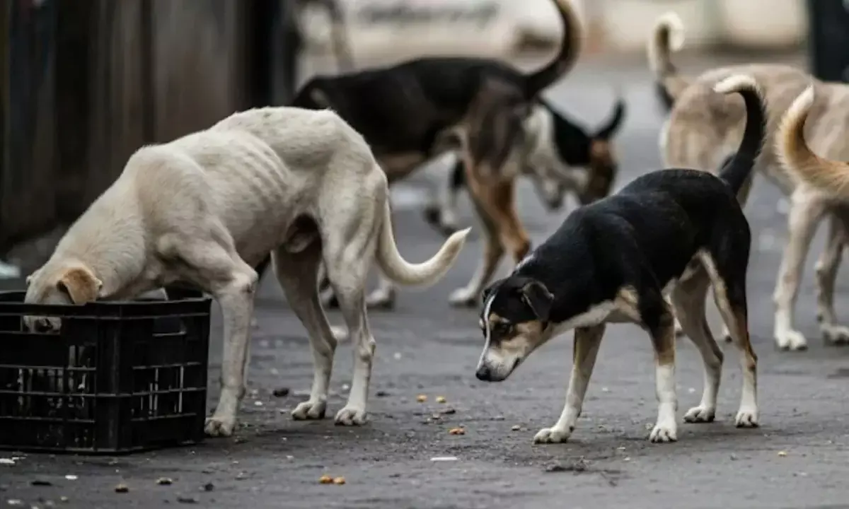 Pune | ಮಹಿಳೆಯ ಮೇಲೆ ನಾಯಿಗಳ ದಾಳಿ, ಛಿದ್ರವಿಚ್ಛಿದ್ರ ಮೃತದೇಹ ರಸ್ತೆಯಲ್ಲಿ ಪತ್ತೆ