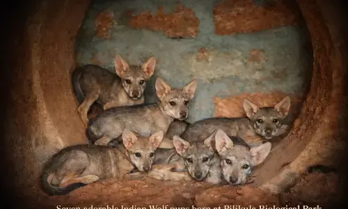 ಪಿಲಿಕುಳ| ಏಳು ಮರಿಗಳಿಗೆ ಜನ್ಮ ನೀಡಿದ ತೋಳ ಗೀತಾ