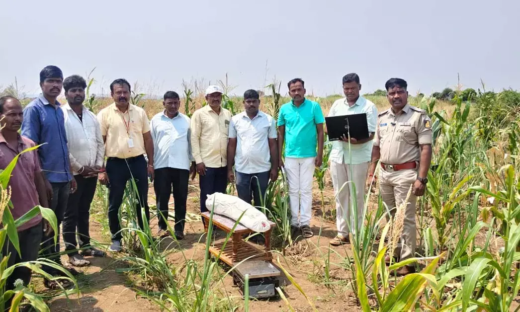 Belagavi | ಹೊಲದಲ್ಲಿ ಗಾಂಜಾ ಬೆಳೆದ ವ್ಯಕ್ತಿಯ ಬಂಧನ