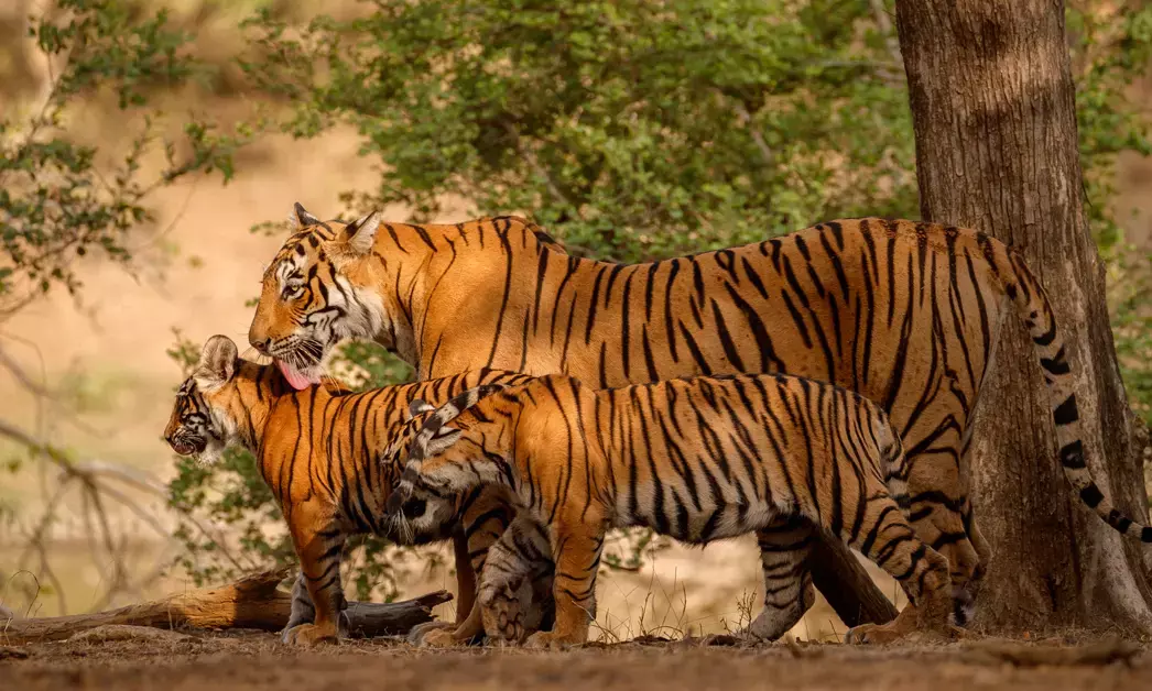 ಹುಲಿ ಸಂರಕ್ಷಿತ ಪ್ರದೇಶಗಳಲ್ಲಿ ಸಫಾರಿ ನಿಷೇಧ ಕೋರಿದ ಪಿಐಎಲ್; ವಿವರವಾದ ಪ್ರಮಾಣಪತ್ರ ಸಲ್ಲಿಸಲು ಸರಕಾರಕ್ಕೆ ಹೈಕೋರ್ಟ್ ನಿರ್ದೇಶನ