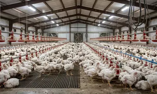 ಹಕ್ಕಿಜ್ವರ ದೃಢ : ಹೆಸರಘಟ್ಟದ ಕೋಳಿ ಸಾಕಾಣಿಕೆ ತರಬೇತಿ ಕೇಂದ್ರ ‘ನಿಷೇಧಿತ ಪ್ರದೇಶ’ವೆಂದು ಘೋಷಣೆ