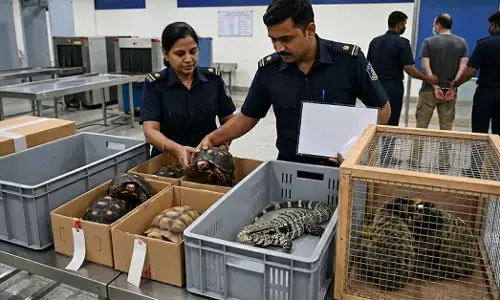ಬ್ಯಾಂಕಾಕ್‍ನಿಂದ ಬೆಂಗಳೂರಿಗೆ ಅಕ್ರಮವಾಗಿ ಸಾಗಿಸುತ್ತಿದ್ದ 47 ವನ್ಯಜೀವಿಗಳು ವಶ: ಏರ್‌ಪೋರ್ಟ್‌ನಲ್ಲಿ ಆರೋಪಿ ಸೆರೆ