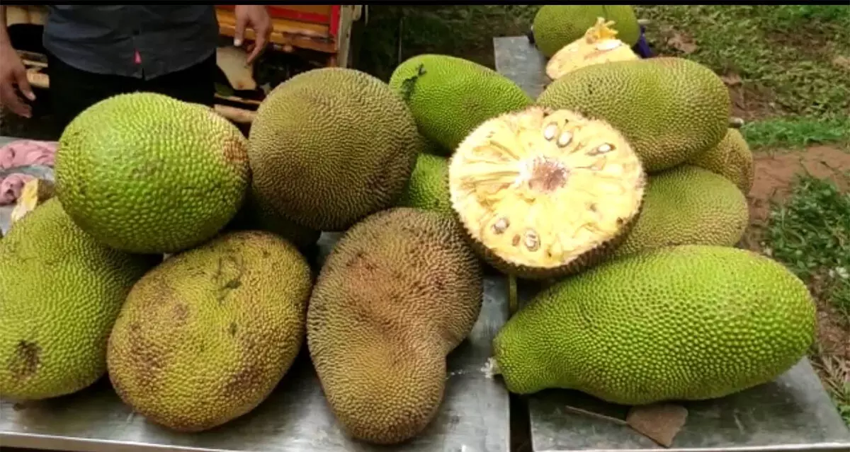 ಕಟಪಾಡಿಯಲ್ಲಿ ಹಲಸು ಮೇಳ ಕಟಪಾಡಿಯಲ್ಲಿ ಹಲಸು ಮೇಳ