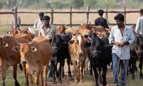 ಸಂಪಾದಕೀಯ | ಬಂಗಾಳದ ರೈತರ ಗೋಳು