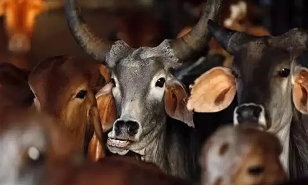 ಗೋವನ್ನು ರಾಷ್ಟ್ರೀಯ ಪ್ರಾಣಿಯಾಗಿ ಘೋಷಿಸಲು ಇರುವ ಅಡ್ಡಿಯೇನು?