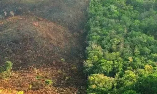 ಸಂಪಾದಕೀಯ | ಕಾಡಿನ ಒತ್ತುವರಿಗೆ ಕಡಿವಾಣ ಯಾವಾಗ?