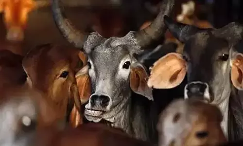 ಸಂಪಾದಕೀಯ | ಗೋವನ್ನು ರಾಷ್ಟ್ರೀಯ ಪ್ರಾಣಿಯಾಗಿ ಘೋಷಿಸಲು ಇರುವ ಅಡ್ಡಿಯೇನು?