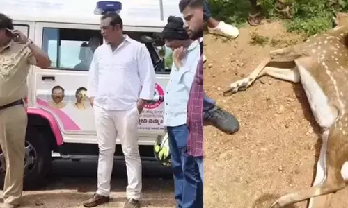 ಚಾಮರಾಜನಗರ: ಕಾರು ಢಿಕ್ಕಿಯಾಗಿ ಜಿಂಕೆ ಸಾವು