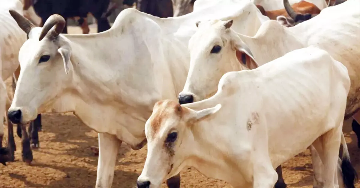 ಸತ್ಯ ಹಾಗೂ ವ್ಯಂಗ್ಯ ರಾಜಕಾರಣದ ನಡುವೆ ‘ಗೋವು’ ಸತ್ಯ ಹಾಗೂ ವ್ಯಂಗ್ಯ ರಾಜಕಾರಣದ ನಡುವೆ ‘ಗೋವು’