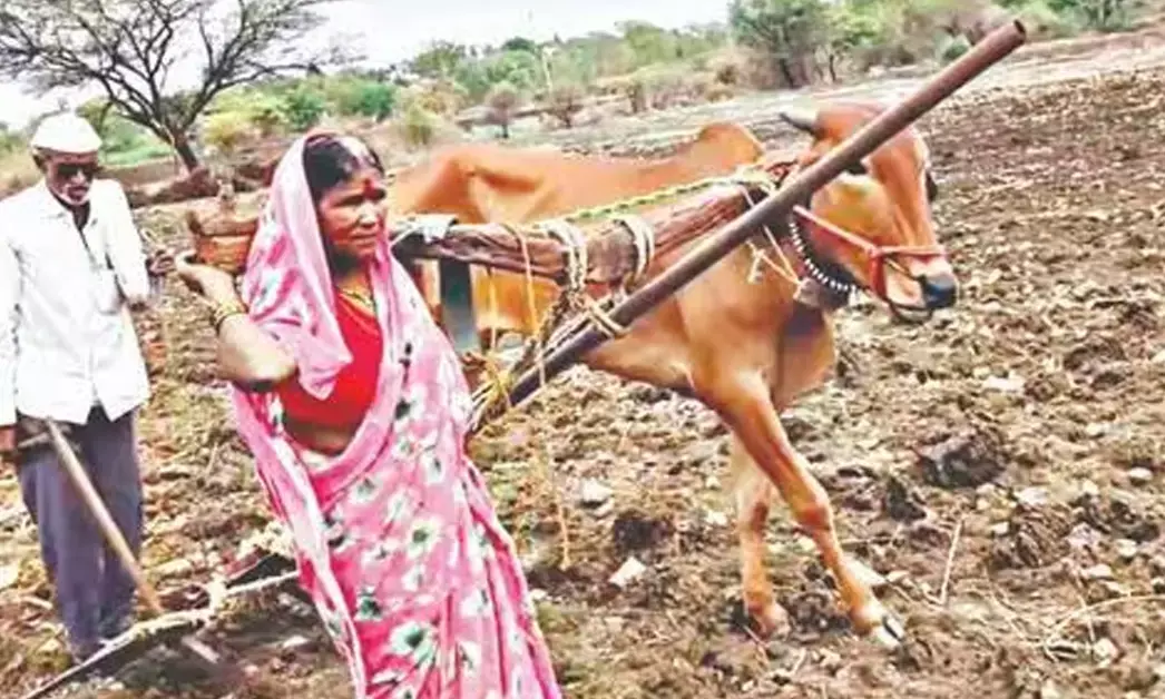Maharashtra | ಸಿಡಿಲಿಗೆ ಒಂದು ಎತ್ತು ಬಲಿ; ಹೆಂಡತಿಯನ್ನು ನೇಗಿಲಿನ ಮತ್ತೊಂದು ಬದಿಗೆ ಕಟ್ಟಿ ಹೊಲ ಉಳುಮೆ ಮಾಡಿದ ರೈತ!