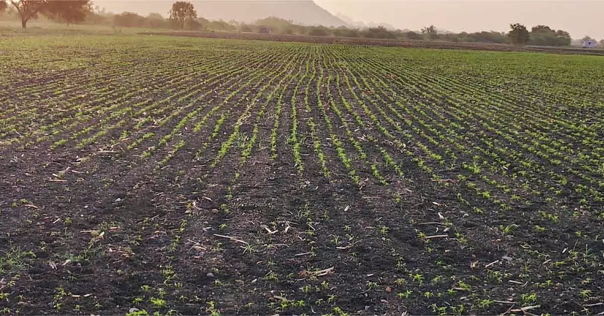 ಕೈಕೊಟ್ಟ ಮಳೆ; ಬೆಳೆ ಉಳಿಸಿಕೊಳ್ಳಲು ರೈತರ ಹೆಣಗಾಟ ಕೈಕೊಟ್ಟ ಮಳೆ; ಬೆಳೆ ಉಳಿಸಿಕೊಳ್ಳಲು ರೈತರ ಹೆಣಗಾಟ