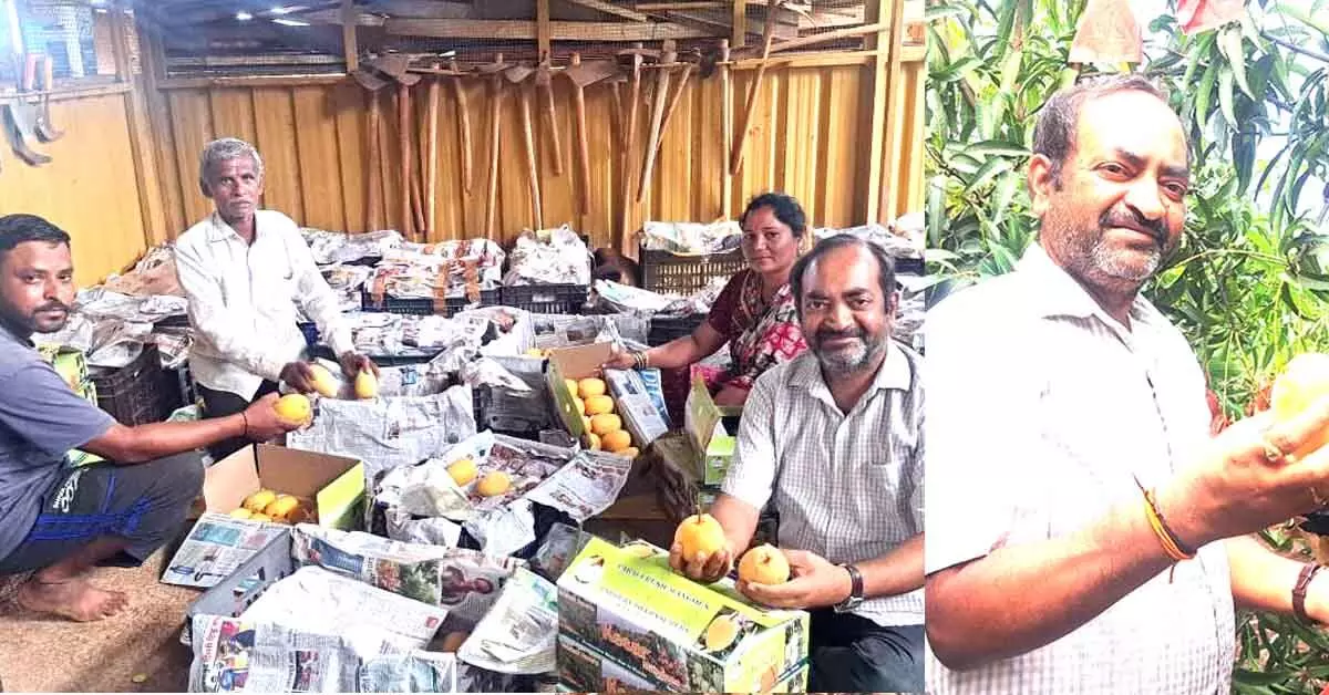 ಮಾವು ಕೃಷಿಯಲ್ಲಿ ಯಶಸ್ಸು: ತಾಯಿ ಹೆಸರಲ್ಲಿ ಬ್ರಾಂಡ್ ಕಟ್ಟಿದ ಬೆಳಗಾವಿ ವೈದ್ಯ ಮಾವು ಕೃಷಿಯಲ್ಲಿ ಯಶಸ್ಸು: ತಾಯಿ ಹೆಸರಲ್ಲಿ ಬ್ರಾಂಡ್ ಕಟ್ಟಿದ ಬೆಳಗಾವಿ ವೈದ್ಯ
