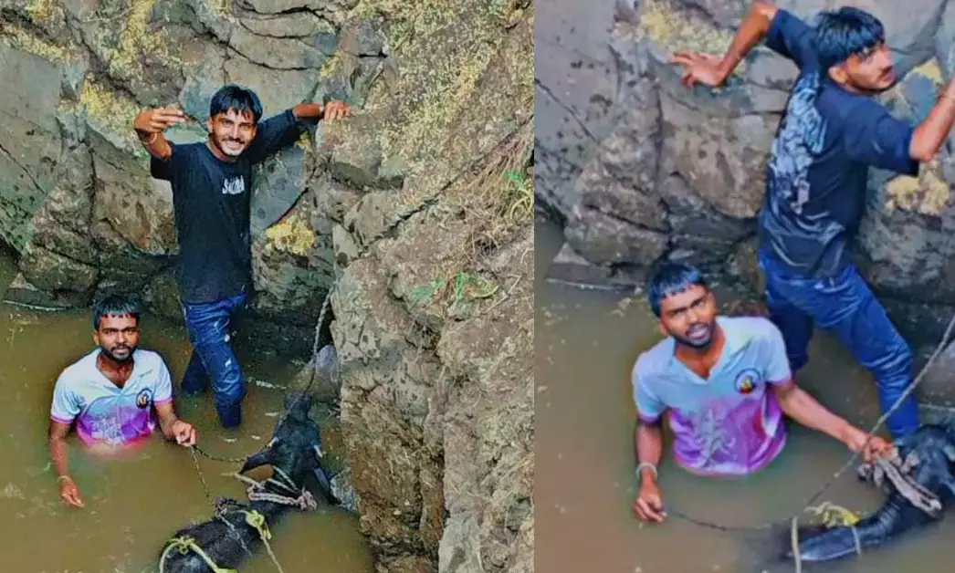 Belagavi | 40 ಅಡಿ ಆಳದ ಬಾವಿಗೆ ಬಿದ್ದ ಎಮ್ಮೆ; ಸಾಹಸಮಯ ಕಾರ್ಯಾಚರಣೆ ನಡೆಸಿ ರಕ್ಷಿಸಿದ ಸ್ಥಳೀಯರು