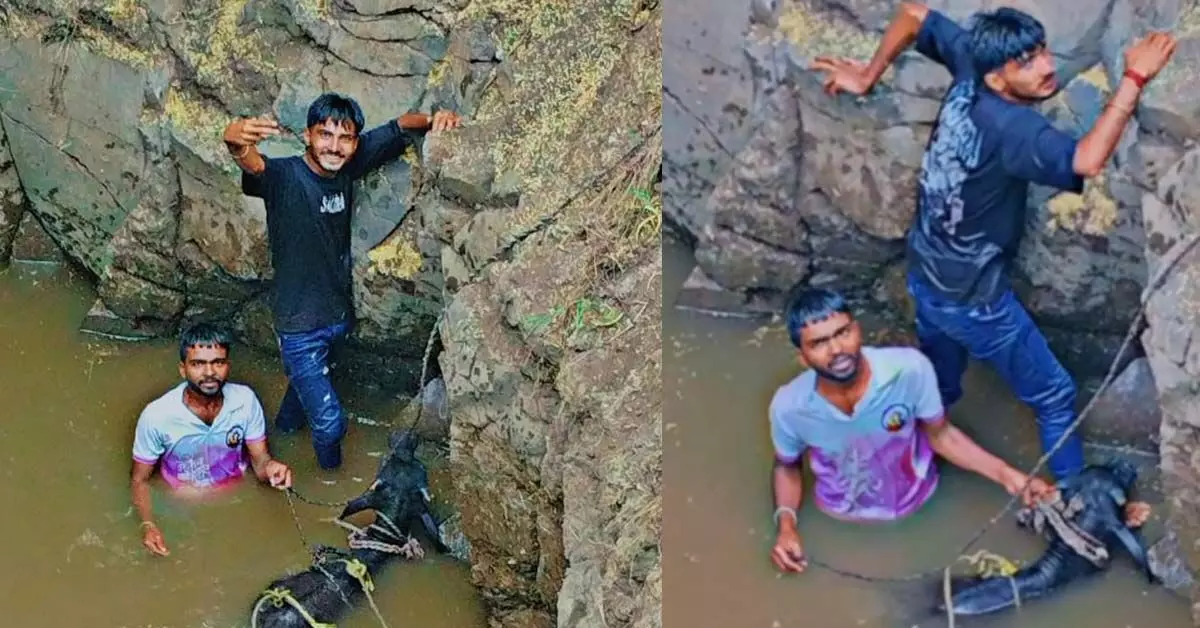 Belagavi | 40 ಅಡಿ ಆಳದ ಬಾವಿಗೆ ಬಿದ್ದ ಎಮ್ಮೆ; ಸಾಹಸಮಯ ಕಾರ್ಯಾಚರಣೆ ನಡೆಸಿ ರಕ್ಷಿಸಿದ ಸ್ಥಳೀಯರು Belagavi | 40 ಅಡಿ ಆಳದ ಬಾವಿಗೆ ಬಿದ್ದ ಎಮ್ಮೆ; ಸಾಹಸಮಯ ಕಾರ್ಯಾಚರಣೆ ನಡೆಸಿ ರಕ್ಷಿಸಿದ ಸ್ಥಳೀಯರು