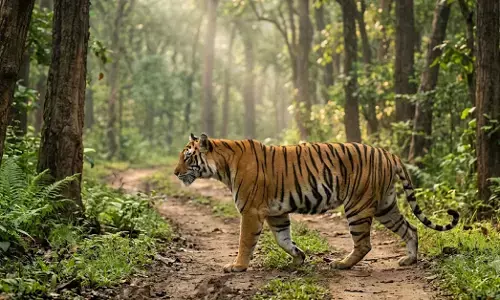 ಬಂಡೀಪುರ, ನಾಗರಹೊಳೆ ಜಂಗಲ್ ಸಫಾರಿ ಪೂರ್ಣ ಪ್ರಮಾಣದಲ್ಲಿ ಆರಂಭಕ್ಕೆ ರಾಜ್ಯ ಸರಕಾರ ನಿರ್ಧಾರ