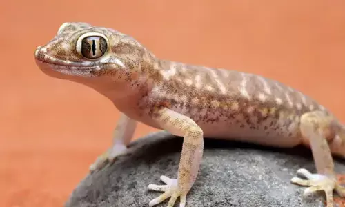 ಜನರು ಹಲ್ಲಿಗಳಿಗೇಕೆ ಭಯಪಡುತ್ತಾರೆ?