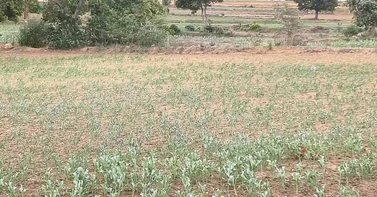 ಸಂಡೂರಿನಲ್ಲಿ ಶೇ.58 ಮಳೆ ಕೊರತೆ; ಬಿತ್ತನೆ ಕುಸಿತ, ಒಣಗುತ್ತಿರುವ ಬೆಳೆ ಸಂಡೂರಿನಲ್ಲಿ ಶೇ.58 ಮಳೆ ಕೊರತೆ; ಬಿತ್ತನೆ ಕುಸಿತ, ಒಣಗುತ್ತಿರುವ ಬೆಳೆ