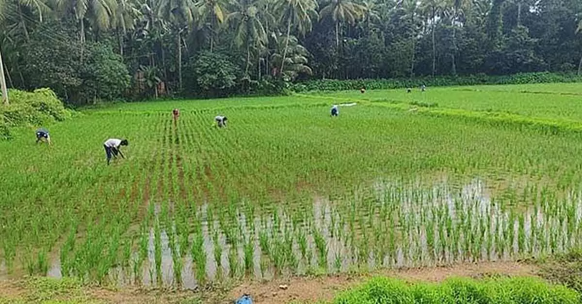 ಉಡುಪಿ: ಜೂನ್ನಲ್ಲಿ ಶೇ.50ರಷ್ಟು ಮಳೆ ಕೊರತೆ ಉಡುಪಿ: ಜೂನ್ನಲ್ಲಿ ಶೇ.50ರಷ್ಟು ಮಳೆ ಕೊರತೆ
