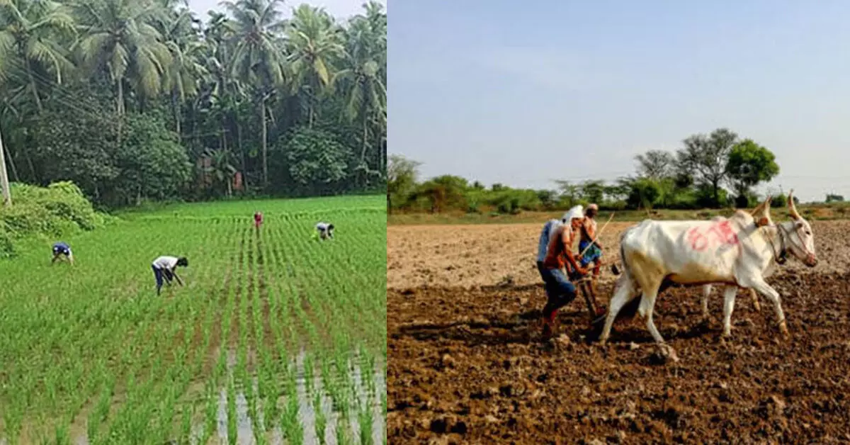 Udupi | ಮುಂದುವರಿದ ಮಳೆಯ ಕಣ್ಣುಮುಚ್ಚಾಲೆಯಾಟ ; ರೈತರಿಗೆ ಸಂಕಟ Udupi | ಮುಂದುವರಿದ ಮಳೆಯ ಕಣ್ಣುಮುಚ್ಚಾಲೆಯಾಟ ; ರೈತರಿಗೆ ಸಂಕಟ
