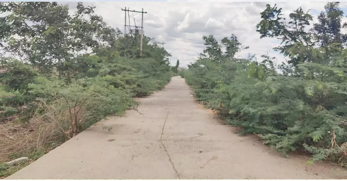 ಸೇಡಂ: ಮುಳ್ಳುಕಂಟಿಯಿಂದ ಇಕ್ಕಟ್ಟಾದ ರಸ್ತೆ: ಹಾಸ್ಟೆಲ್ ವಿದ್ಯಾರ್ಥಿಗಳ ಪರದಾಟ ಸೇಡಂ: ಮುಳ್ಳುಕಂಟಿಯಿಂದ ಇಕ್ಕಟ್ಟಾದ ರಸ್ತೆ: ಹಾಸ್ಟೆಲ್ ವಿದ್ಯಾರ್ಥಿಗಳ ಪರದಾಟ