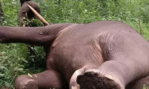 ಚಿಕ್ಕಮಗಳೂರು: ಕಾಡಾನೆ ಅನುಮಾನಾಸ್ಪದ ಸಾವು