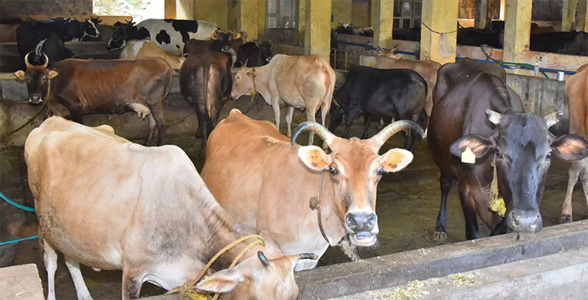 ಗೋಶಾಲೆ ಹೆಸರಿನಲ್ಲಿ ಅನಧಿಕೃತ ದೇಣಿಗೆ ಸಂಗ್ರಹ: ಪೇಜಾವರ ಮಠದ ಟ್ರಸ್ಟ್ನಿಂದ ಶಶಿಧರ್ ಭಟ್ ವಜಾ ಗೋಶಾಲೆ ಹೆಸರಿನಲ್ಲಿ ಅನಧಿಕೃತ ದೇಣಿಗೆ ಸಂಗ್ರಹ: ಪೇಜಾವರ ಮಠದ ಟ್ರಸ್ಟ್ನಿಂದ ಶಶಿಧರ್ ಭಟ್ ವಜಾ