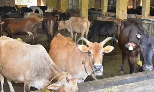ಗೋಶಾಲೆ ಹೆಸರಿನಲ್ಲಿ ಅನಧಿಕೃತ ದೇಣಿಗೆ ಸಂಗ್ರಹ: ಪೇಜಾವರ ಮಠದ ಟ್ರಸ್ಟ್‌ನಿಂದ ಶಶಿಧರ್ ಭಟ್ ವಜಾ