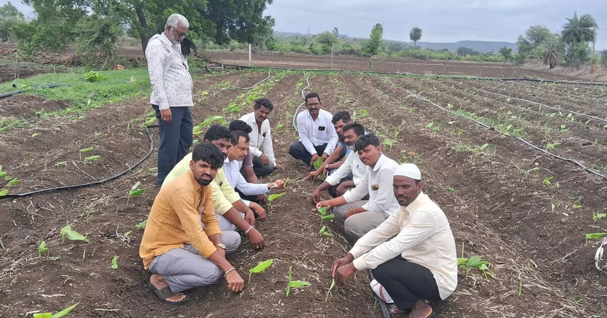 Kalaburagi | ಬರಗಾಲದಲ್ಲಿ ಅರಿಶಿಣ ಬೆಳೆ ನಿರ್ವಹಣೆಗೆ ಎರೆಜಲ, ಜೀವಾಮೃತ ಬಳಸಿ: ಕೆವಿಕೆ ಸಲಹೆ Kalaburagi | ಬರಗಾಲದಲ್ಲಿ ಅರಿಶಿಣ ಬೆಳೆ ನಿರ್ವಹಣೆಗೆ ಎರೆಜಲ, ಜೀವಾಮೃತ ಬಳಸಿ: ಕೆವಿಕೆ ಸಲಹೆ