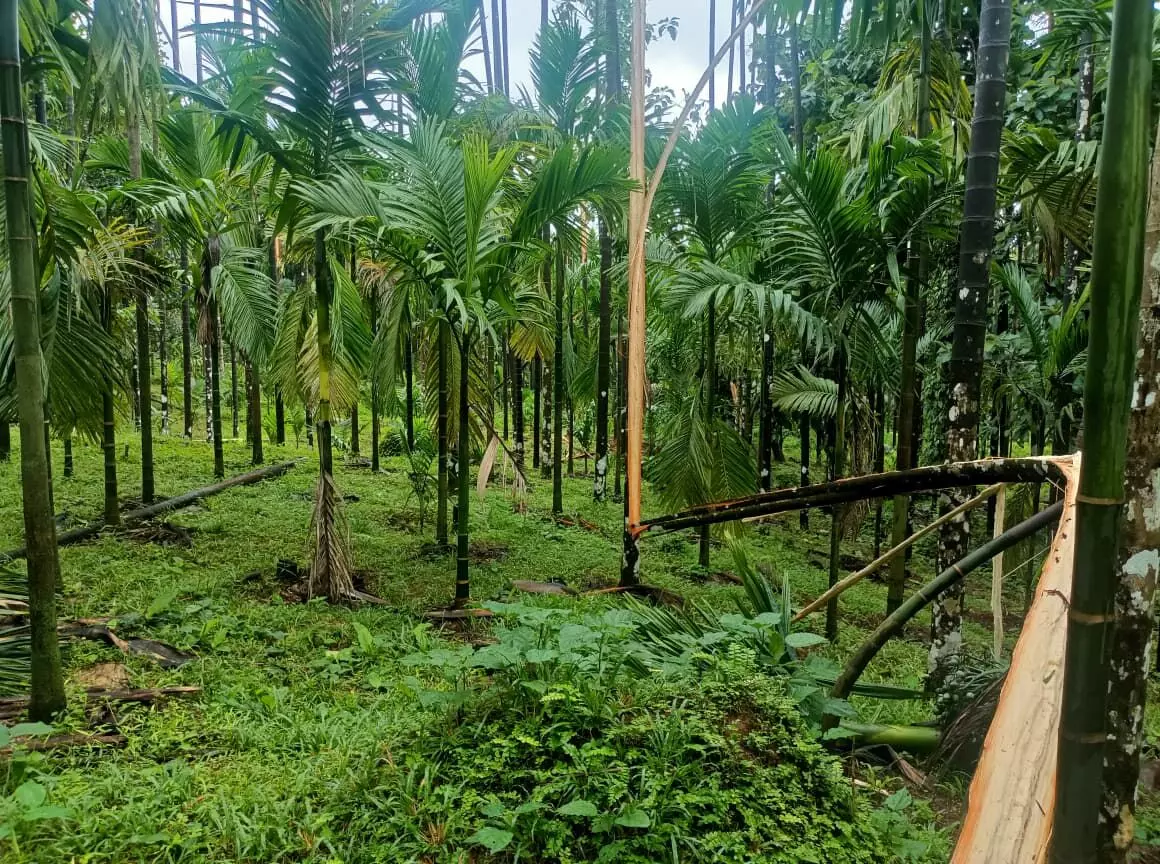 ಉಡುಪಿ: ಮುಂದುವರಿದ ಮಳೆ ಹಾನಿ; 11 ಮನೆ, 6 ಕಡೆ ಬೆಳೆಹಾನಿ ಉಡುಪಿ: ಮುಂದುವರಿದ ಮಳೆ ಹಾನಿ; 11 ಮನೆ, 6 ಕಡೆ ಬೆಳೆಹಾನಿ