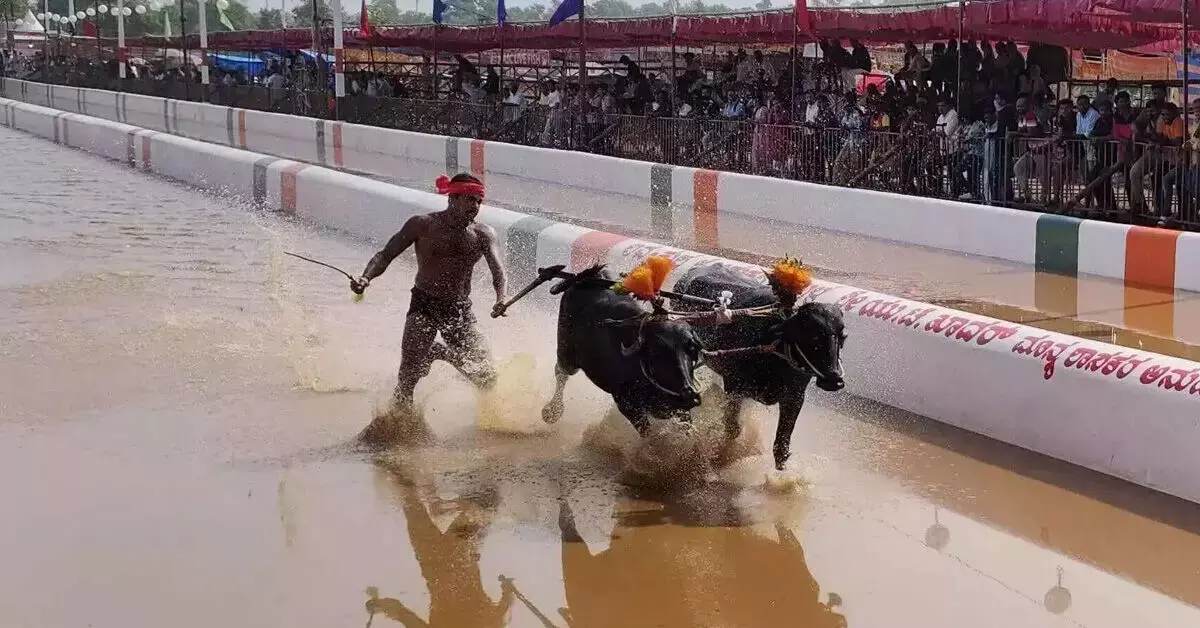 ನಾಡಹಬ್ಬ ಮೈಸೂರು ದಸರಾದಲ್ಲಿ ಕರಾವಳಿಯ ಕಂಬಳ ಯಾಕೆ ಬೇಡ? ನಾಡಹಬ್ಬ ಮೈಸೂರು ದಸರಾದಲ್ಲಿ ಕರಾವಳಿಯ ಕಂಬಳ ಯಾಕೆ ಬೇಡ?