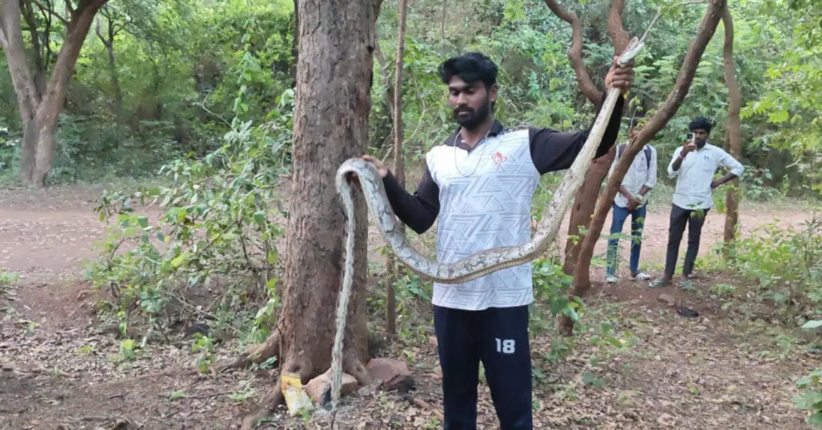 Ballari | ಯಶವಂತನಗರದಲ್ಲಿ 7 ಅಡಿ ಉದ್ದದ ಹೆಬ್ಬಾವು ಸೆರೆ Ballari | ಯಶವಂತನಗರದಲ್ಲಿ 7 ಅಡಿ ಉದ್ದದ ಹೆಬ್ಬಾವು ಸೆರೆ