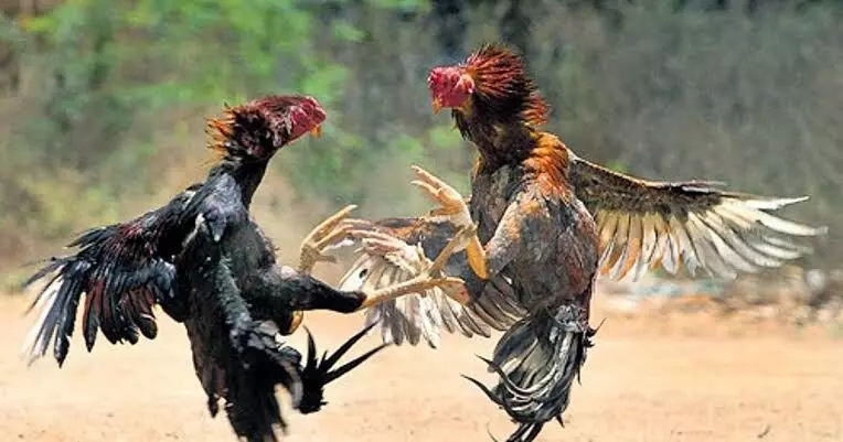 ಕೋಳಿ ಅಂಕ: ಪ್ರಕರಣ ದಾಖಲು ಕೋಳಿ ಅಂಕ: ಪ್ರಕರಣ ದಾಖಲು