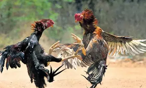 ಕೋಳಿ ಅಂಕ: ಪ್ರಕರಣ ದಾಖಲು