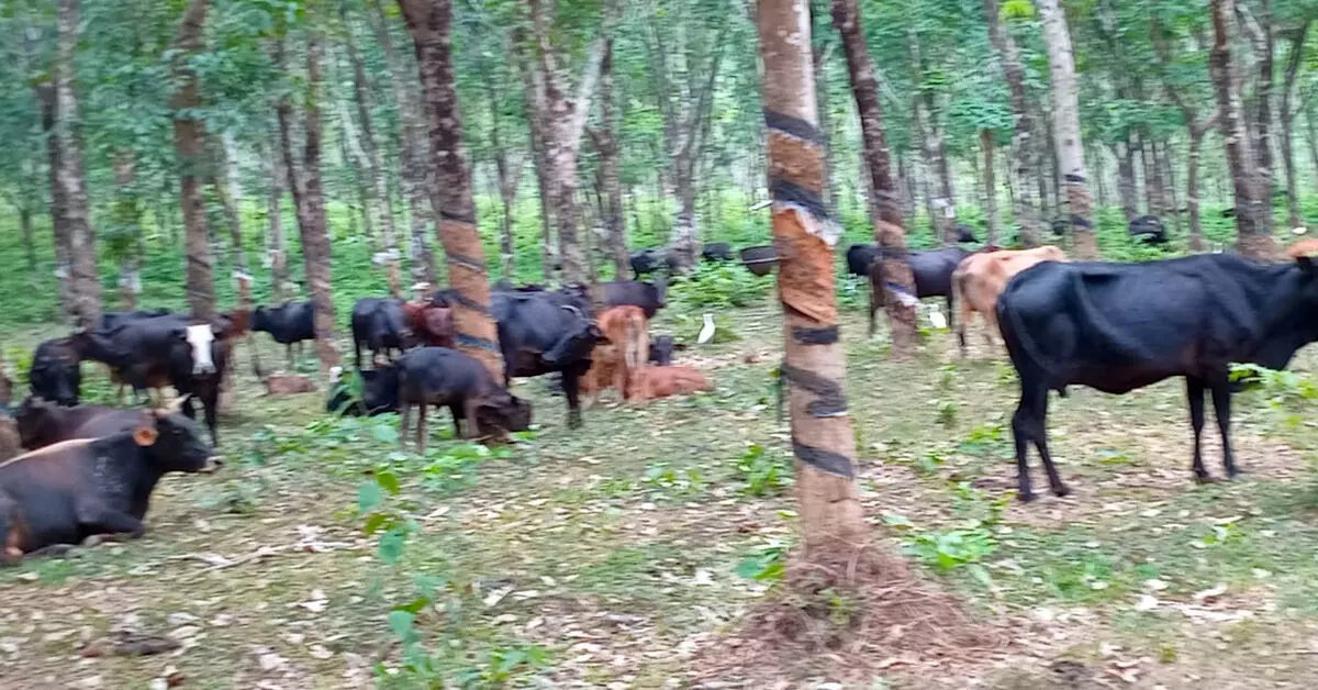 ಕಣಿಯಾರು ಮಲೆ: ಕಾಡೇ ಕಟ್ಟಿದ ಗೋಶಾಲೆ! ಕಣಿಯಾರು ಮಲೆ: ಕಾಡೇ ಕಟ್ಟಿದ ಗೋಶಾಲೆ!