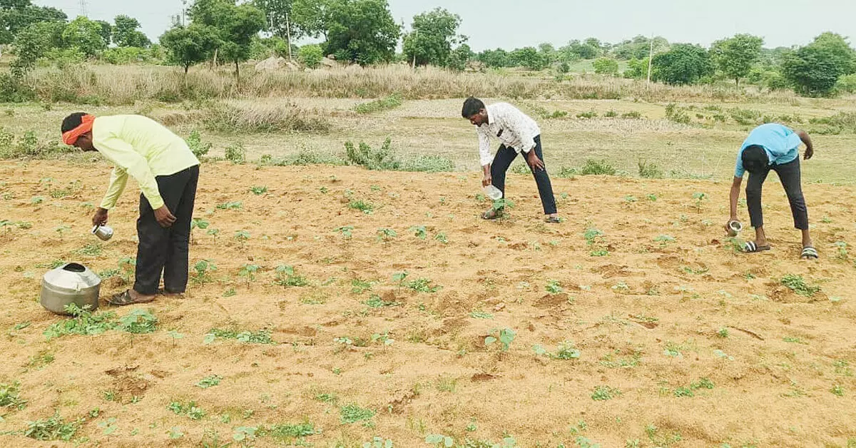 ಮಳೆ ಕೊರತೆ: ಮಡಕೆ ಮೂಲಕ ನೀರುಣಿಸುತ್ತಿರುವ ರೈತರು ಮಳೆ ಕೊರತೆ: ಮಡಕೆ ಮೂಲಕ ನೀರುಣಿಸುತ್ತಿರುವ ರೈತರು