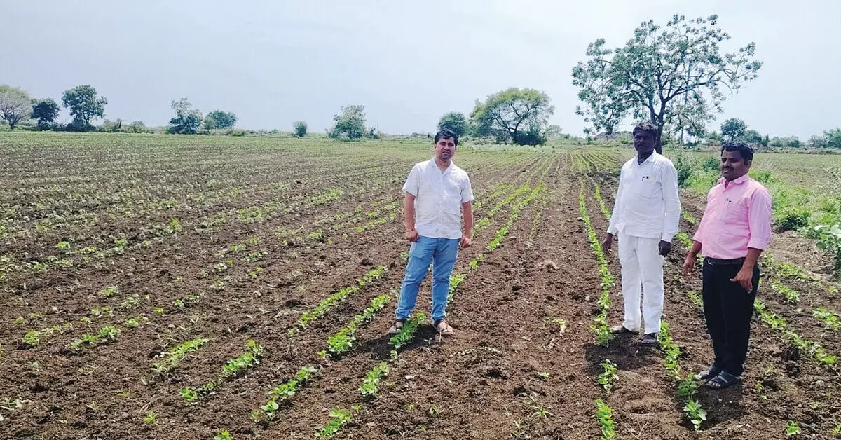 ಮಳೆ ಕೊರತೆ: ಆಳಂದ ತಾಲೂಕಿನಲ್ಲಿ ಶೇ.43 ಬಿತ್ತನೆ ಮಳೆ ಕೊರತೆ: ಆಳಂದ ತಾಲೂಕಿನಲ್ಲಿ ಶೇ.43 ಬಿತ್ತನೆ
