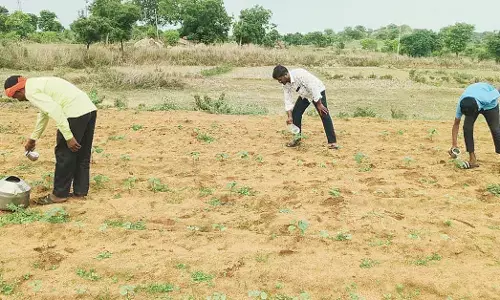 ಮಳೆ ಕೊರತೆ: ಮಡಕೆ ಮೂಲಕ ನೀರುಣಿಸುತ್ತಿರುವ ರೈತರು