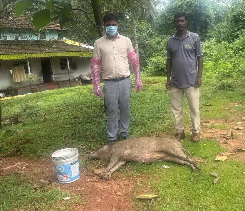 ಕುಂದಾಪುರ: ಮತ್ತೆರಡು ಕಾಡು ಹಂದಿಗಳ ಶವ ಪತ್ತೆ ಕುಂದಾಪುರ: ಮತ್ತೆರಡು ಕಾಡು ಹಂದಿಗಳ ಶವ ಪತ್ತೆ