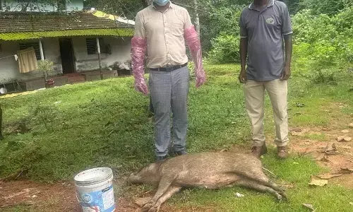 ಕುಂದಾಪುರ: ಮತ್ತೆರಡು ಕಾಡು ಹಂದಿಗಳ ಶವ ಪತ್ತೆ
