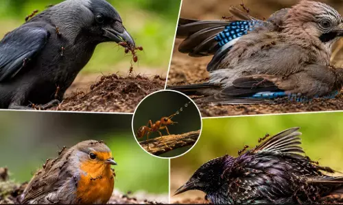 ಪಕ್ಷಿಗಳೇಕೆ ಮೈಮೇಲೆ ಇರುವೆ ಬಿಟ್ಟುಕೊಳ್ಳುತ್ತವೆ?