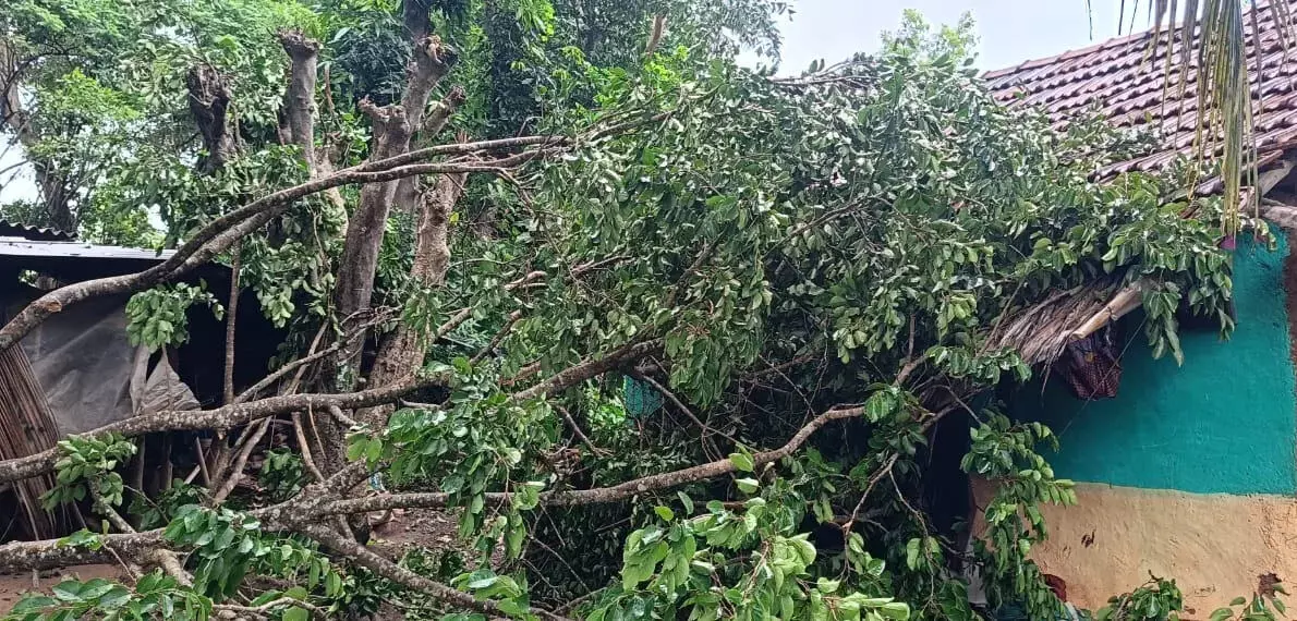 ಮಳೆ| ಬೋಳ ಗ್ರಾಮದಲ್ಲಿ ಮನೆ ಮೇಲೆ ಮರ ಬಿದ್ದು ಓರ್ವನಿಗೆ ಗಾಯ ಮಳೆ| ಬೋಳ ಗ್ರಾಮದಲ್ಲಿ ಮನೆ ಮೇಲೆ ಮರ ಬಿದ್ದು ಓರ್ವನಿಗೆ ಗಾಯ
