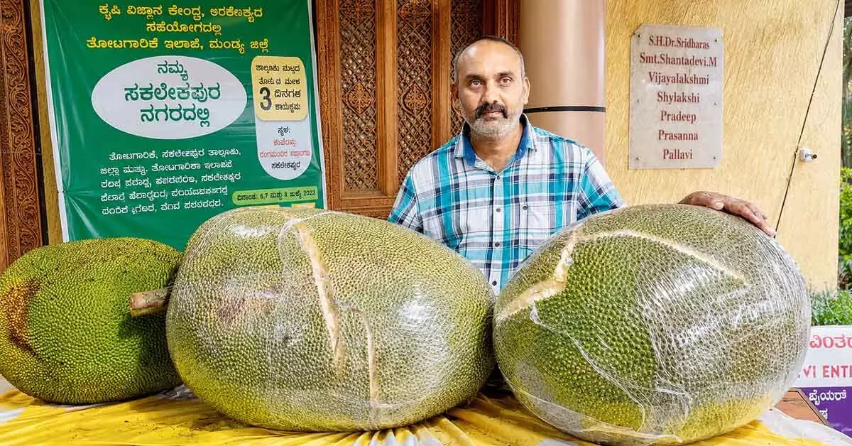 80 ಕೆಜಿ ತೂಕದ ಅಪರೂಪದ ಹಲಸಿನ ಹಣ್ಣು 80 ಕೆಜಿ ತೂಕದ ಅಪರೂಪದ ಹಲಸಿನ ಹಣ್ಣು